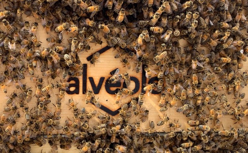 Une apiculture urbaine sur le toit de notre Annexe Secondaire