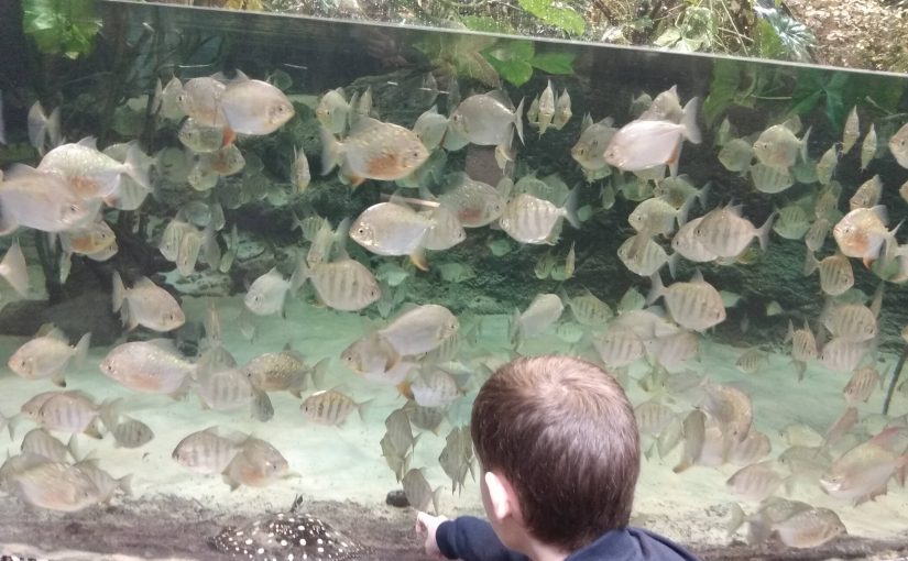 Sortie Espace pour la vie: Biodôme et Planétarium